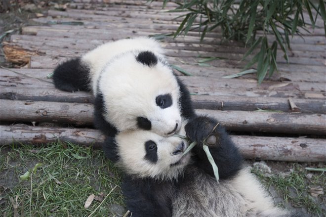 Pandas Photo 13 - Large
