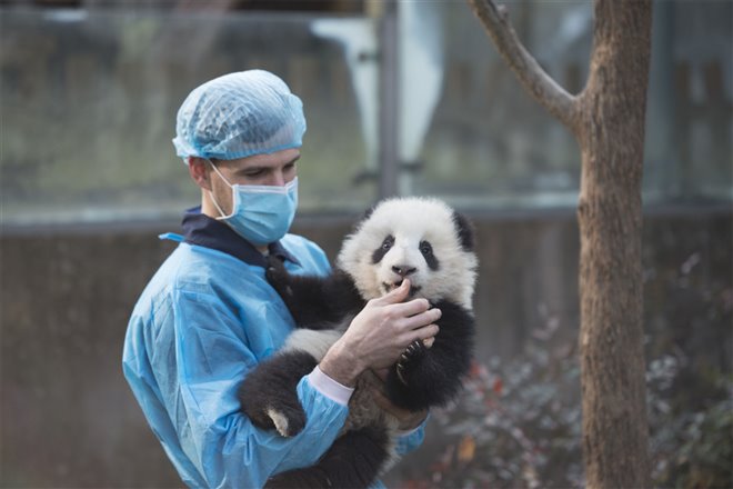 Pandas : L'expérience IMAX Photo 3 - Grande