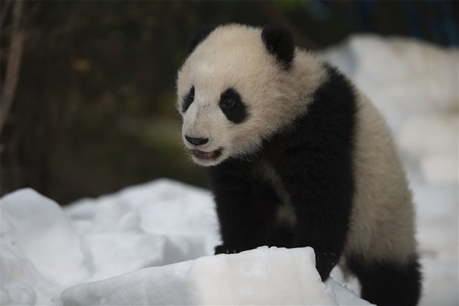 Pandas : L'expérience IMAX Photo 4 - Grande