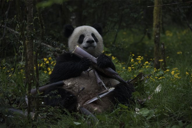 Pandas : L'expérience IMAX Photo 6 - Grande