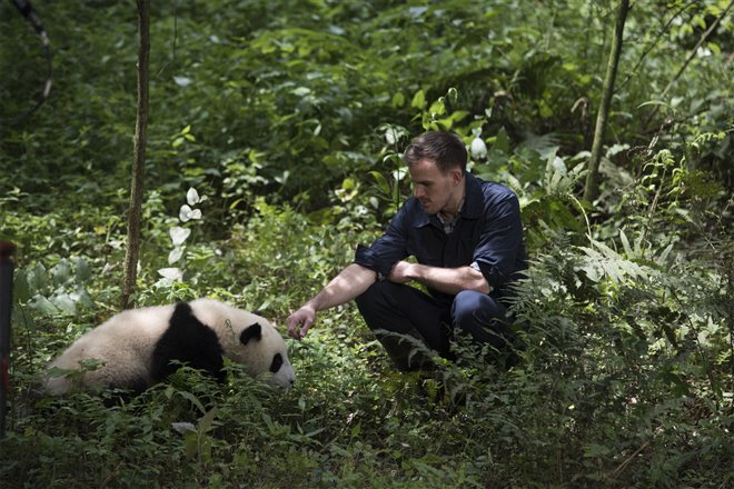 Pandas : L'expérience IMAX Photo 7 - Grande