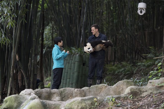 Pandas : L'expérience IMAX Photo 10 - Grande