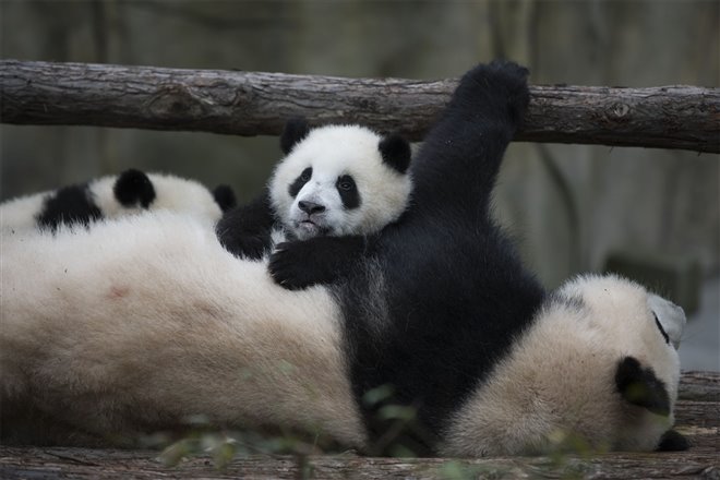 Pandas : L'expérience IMAX Photo 11 - Grande