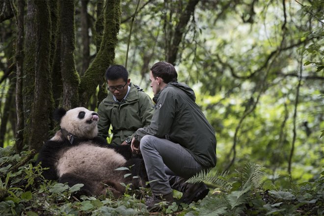 Pandas : L'expérience IMAX Photo 12 - Grande