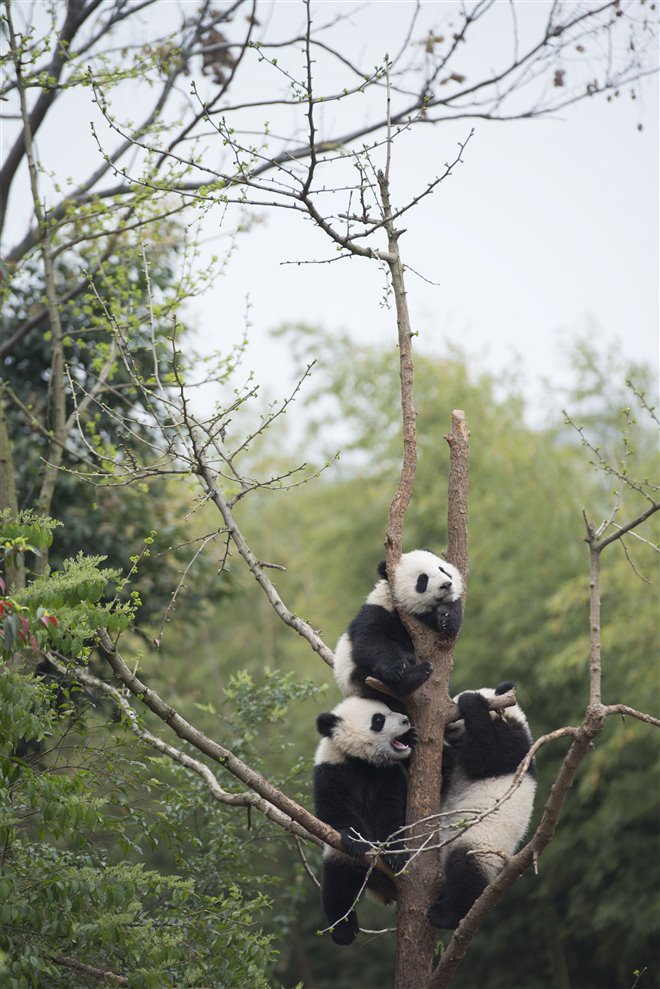 Pandas : L'expérience IMAX Photo 26 - Grande