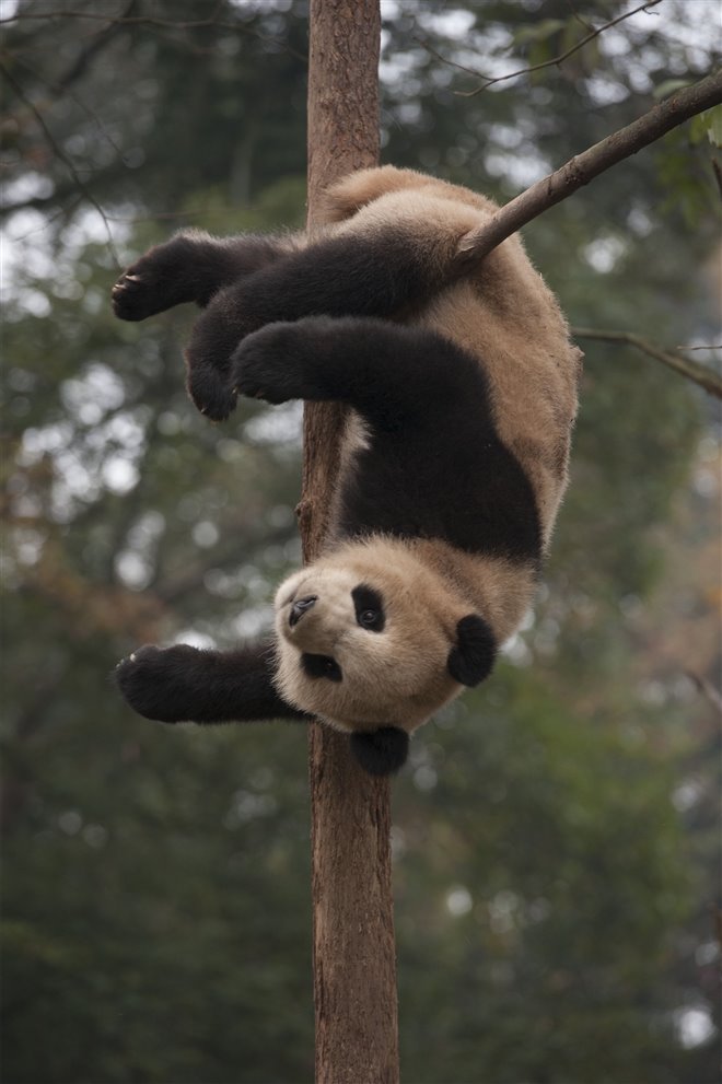 Pandas : L'expérience IMAX Photo 28 - Grande