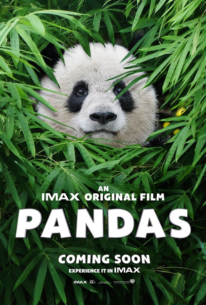 Pandas : L'expérience IMAX Photo 32 - Grande