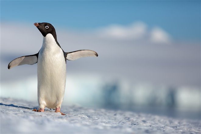 Penguins Photo 1 - Large