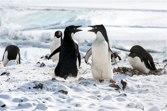 Pingouins Photo 8 - Grande