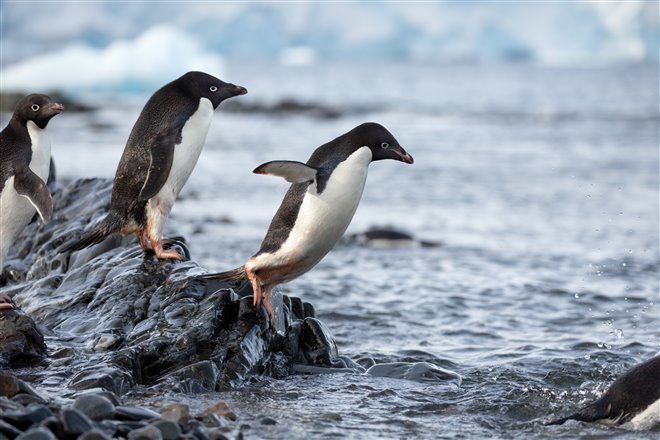 Pingouins Photo 12 - Grande