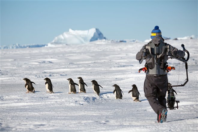 Pingouins Photo 16 - Grande