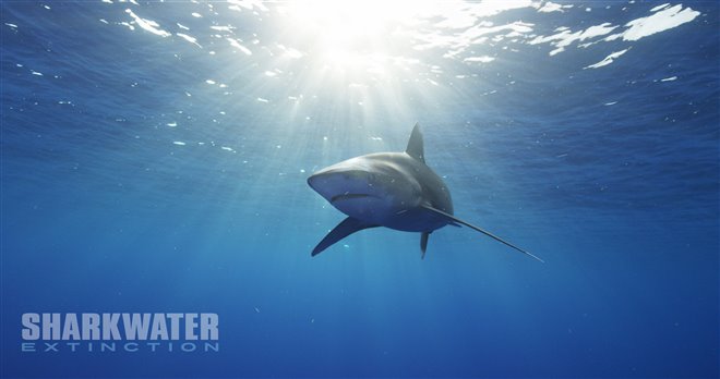 Sharkwater Extinction - Le film Photo 24 - Grande