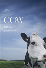 Cow Poster