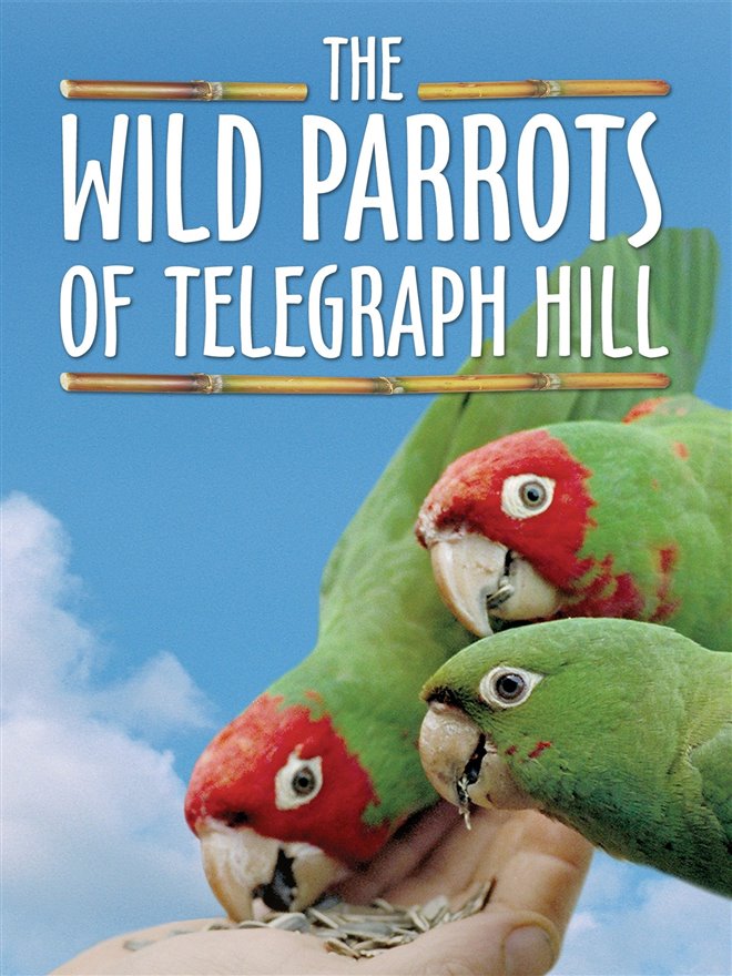 The Wild Parrots of Telegraph Hill Large Poster