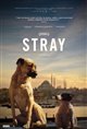 Stray : Le monde des chiens errants (v.o.s.t-f.) Poster