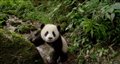 Pandas - Trailer Video Thumbnail
