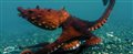 OCTOPUS! Trailer Video Thumbnail