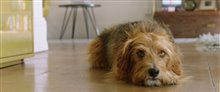 'Dog Days' Teaser Trailer Video