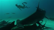 Sharkwater Extinction - Teaser Trailer Video