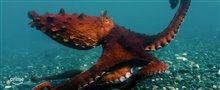 OCTOPUS! Trailer Video