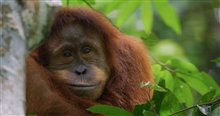 ORANGUTAN Trailer Video