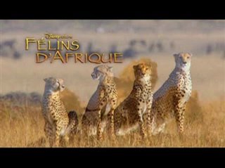 Félins d'Afrique Trailer Video Thumbnail