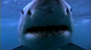 making-of-sharkwater Video Thumbnail