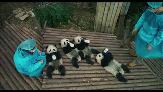 Pandas - Teaser Trailer Video Thumbnail