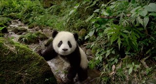 Pandas - Trailer Video Thumbnail