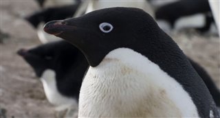 Penguins - Trailer Video Thumbnail