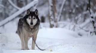 Sled Dogs - Official Trailer Video Thumbnail