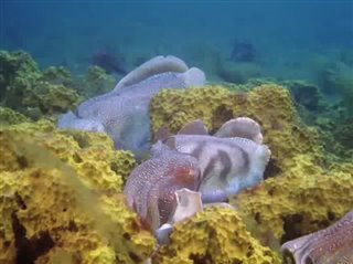 under-the-sea-3d Video Thumbnail